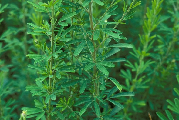 sericea lespedeza