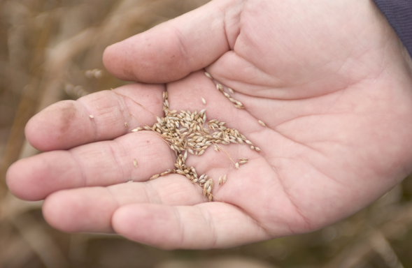 native plant seeds