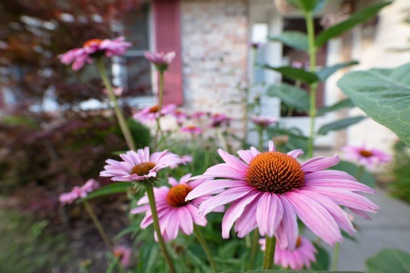 Purple coneflowers