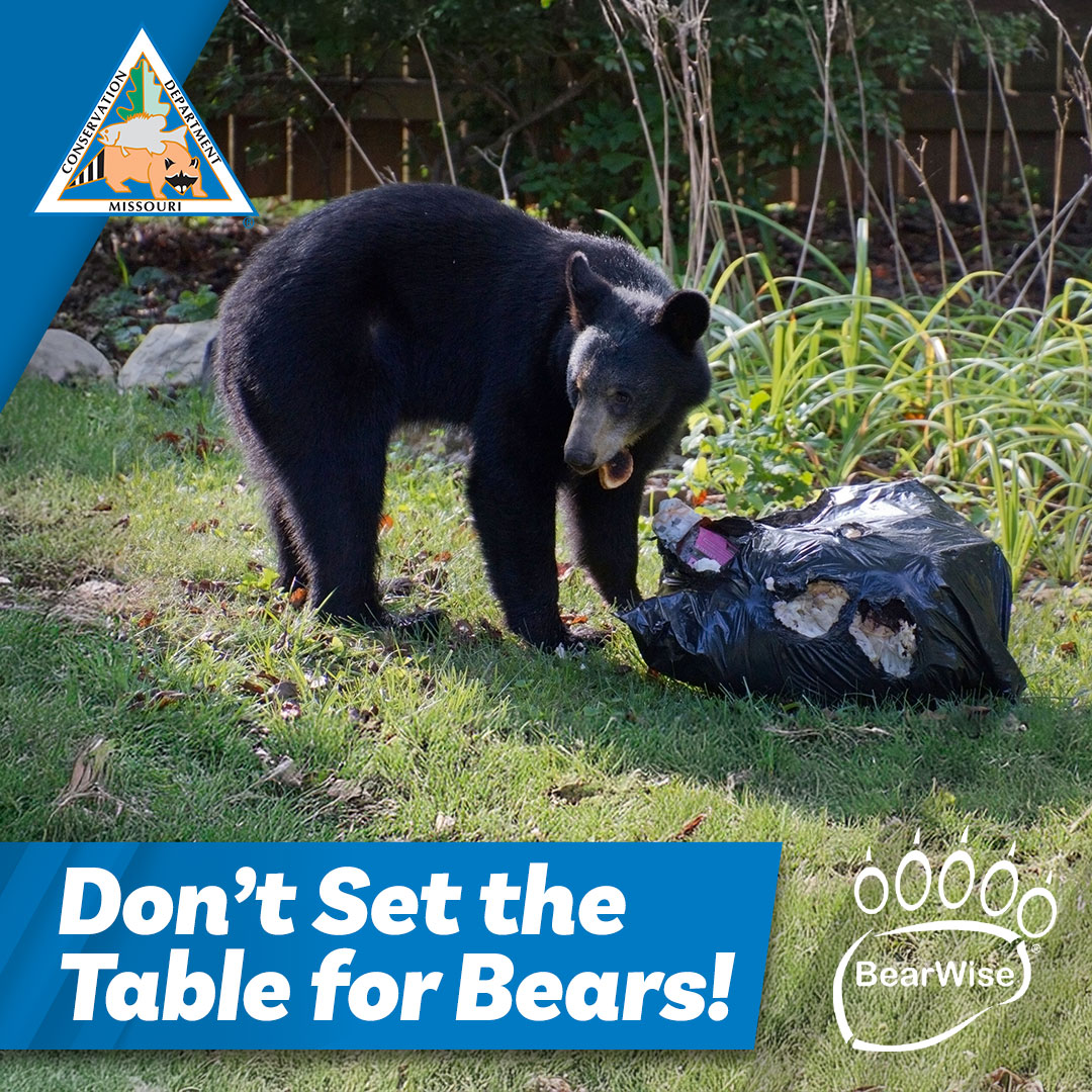 Be BearWise