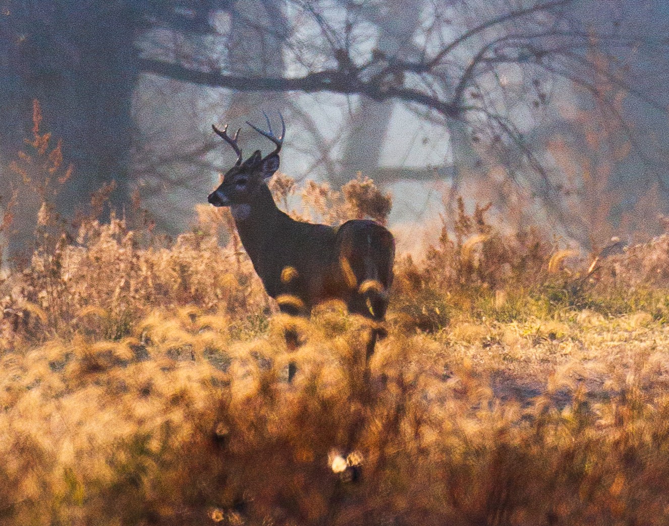 deer