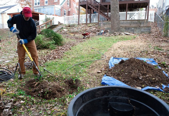 Establishing native plants
