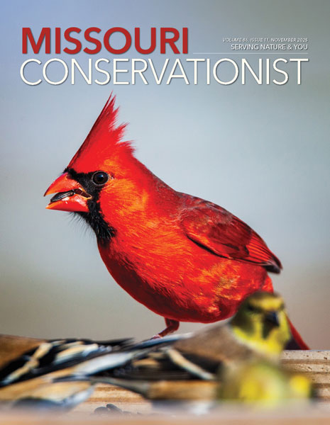 Missouri Conservationist front cover 11-2025