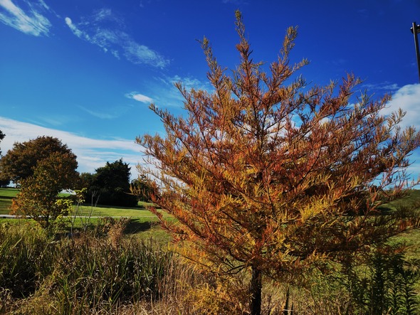 fall colors
