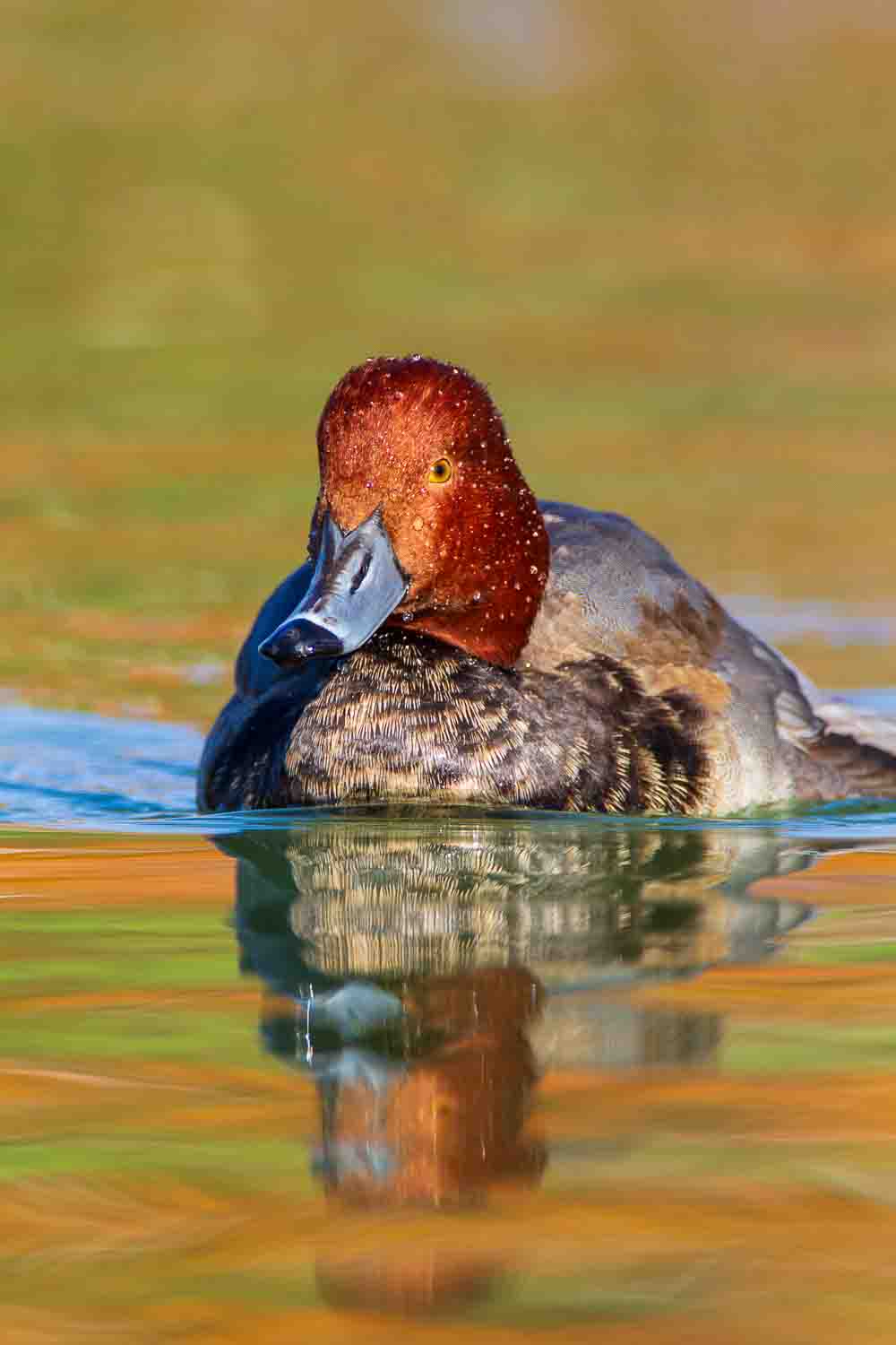 Redhead