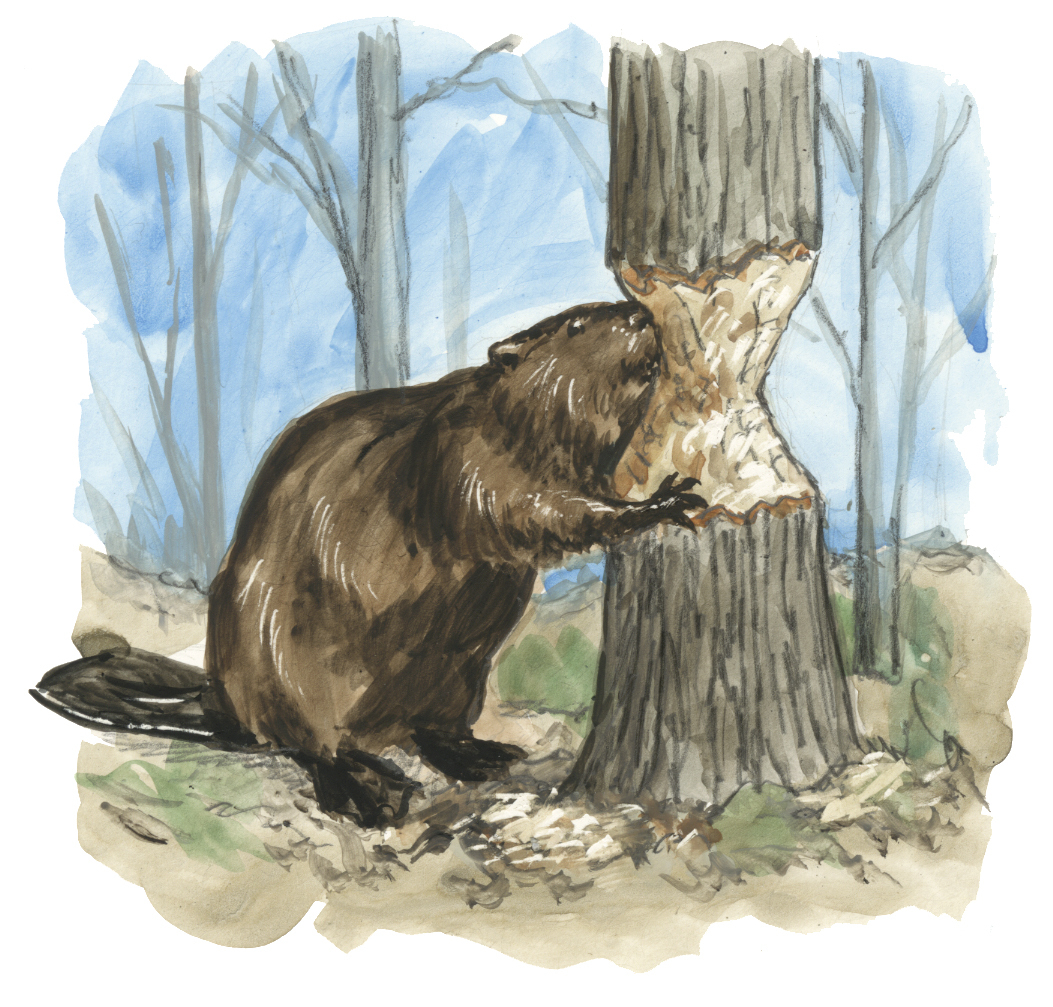 beaver