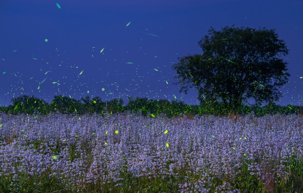 fireflies 
