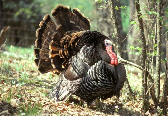 turkey 