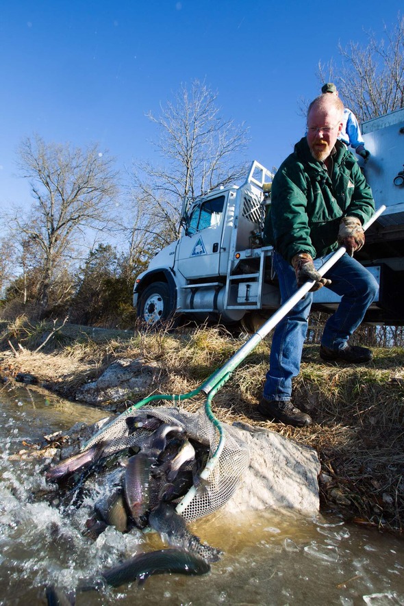 trout stocking