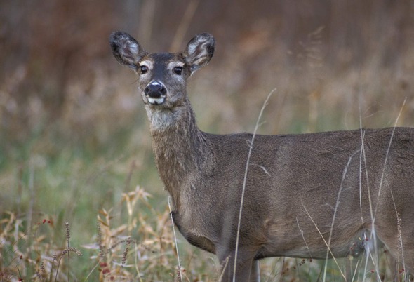 deer 