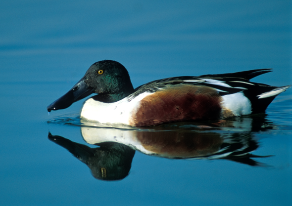 northern shoveler