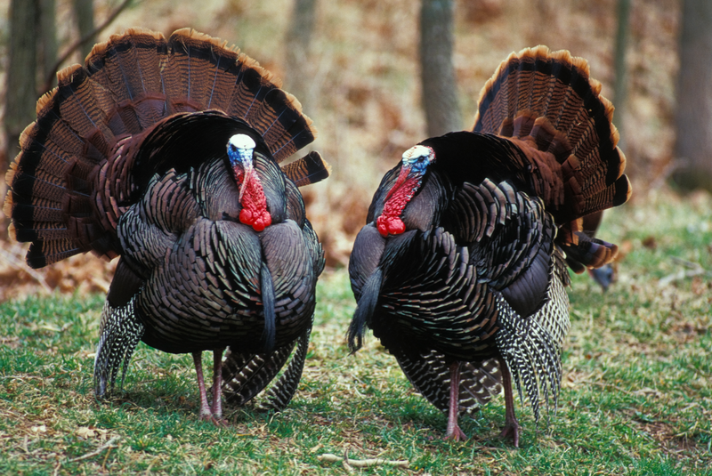 two toms