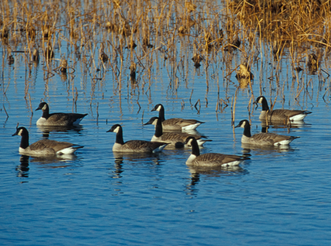 Canada geese