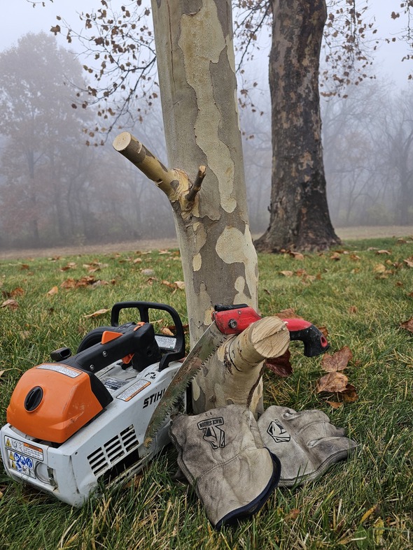 tree care