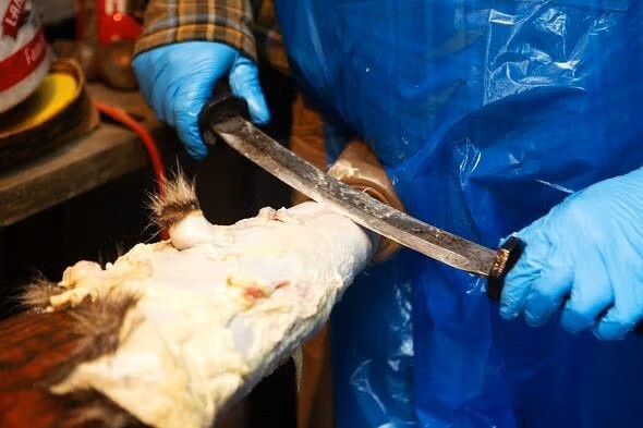 scraping a hide