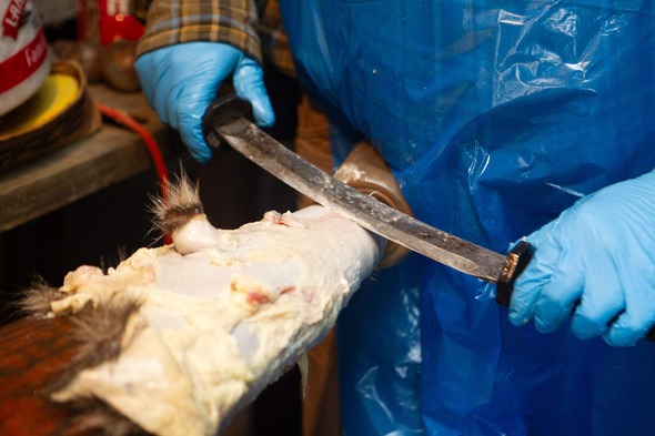 scraping a pelt
