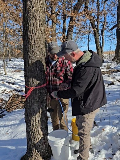 maple sugaring