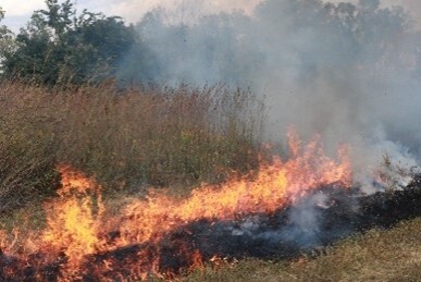 prescribed fire