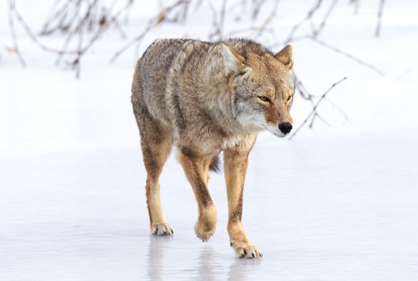 coyote