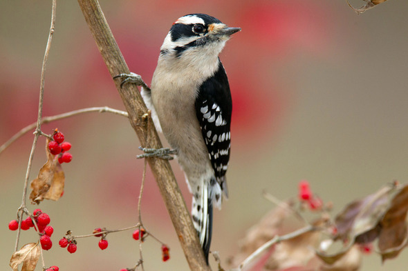 downy woodpecker