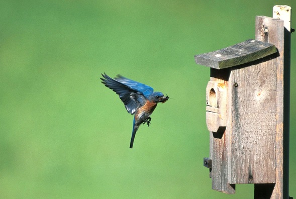bluebird nesting box