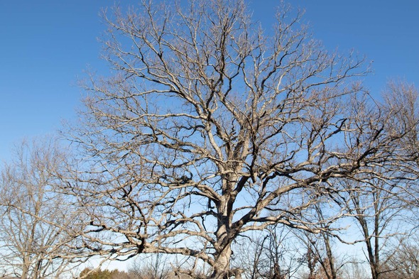 winter ntree