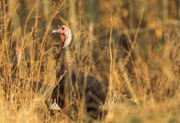 turkey