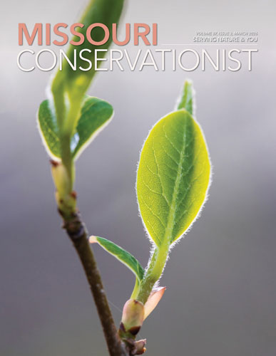 front cover Missouri Conservationist March 2026