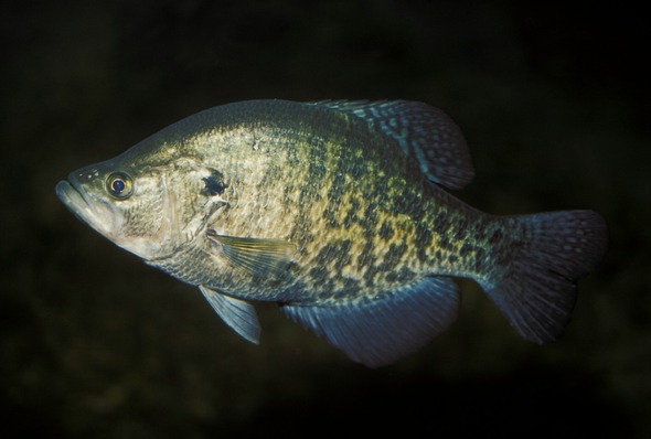 crappie