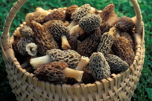 Morels