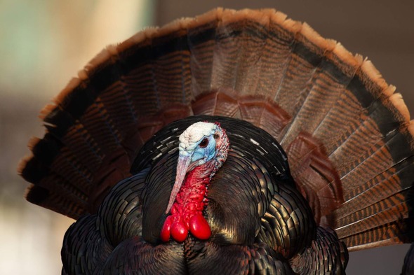 wild turkey