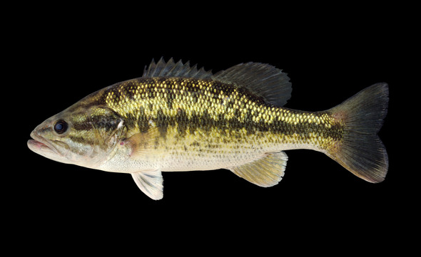 spotted bass