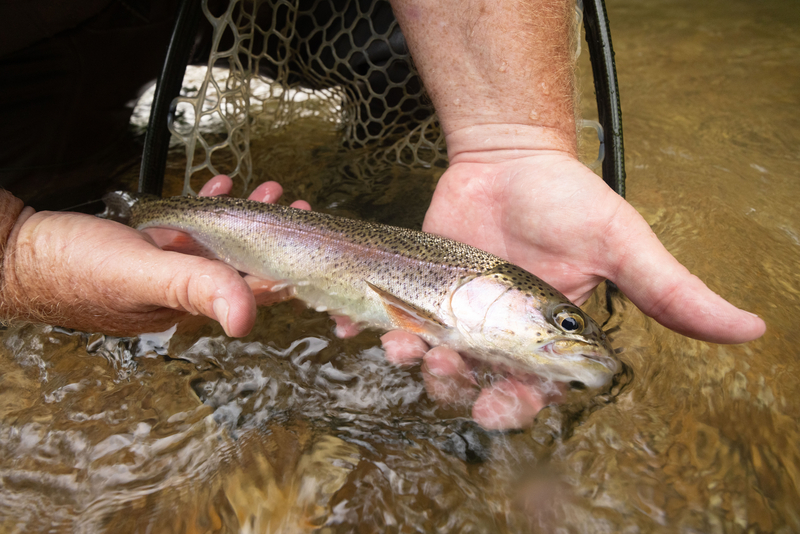 rainbow trout