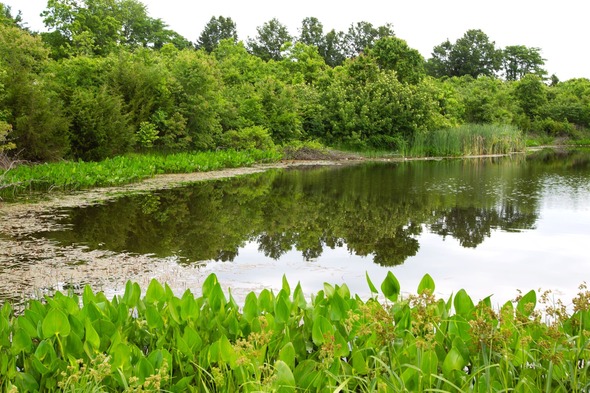 pond