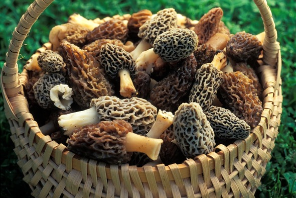 basket of morels