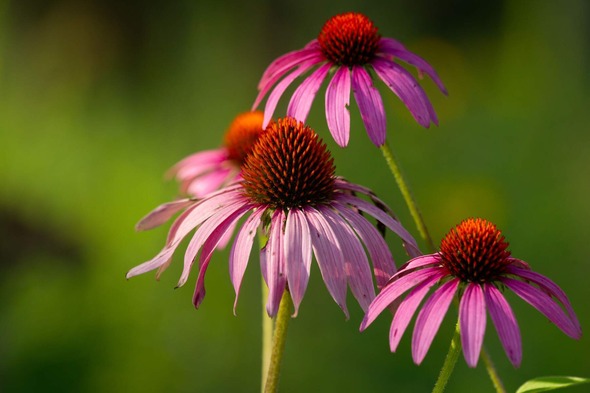 Purple coneflowers