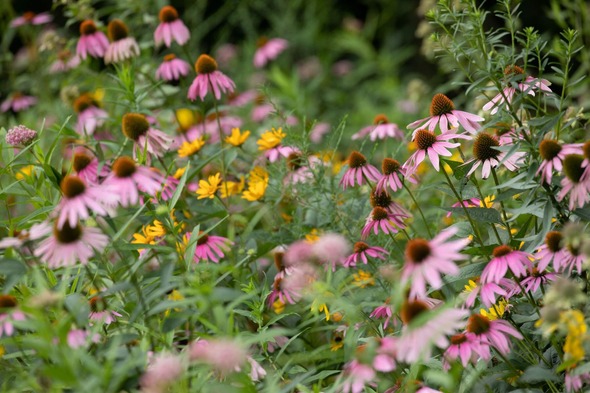 native plants