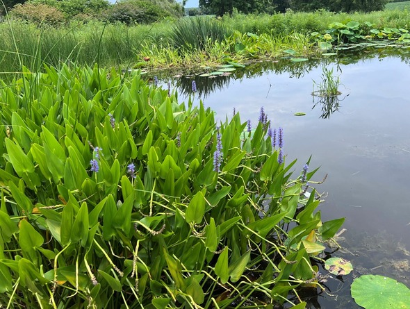 native flowering pond plants