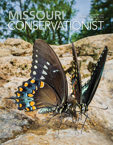 Conservationist front cover May 2026