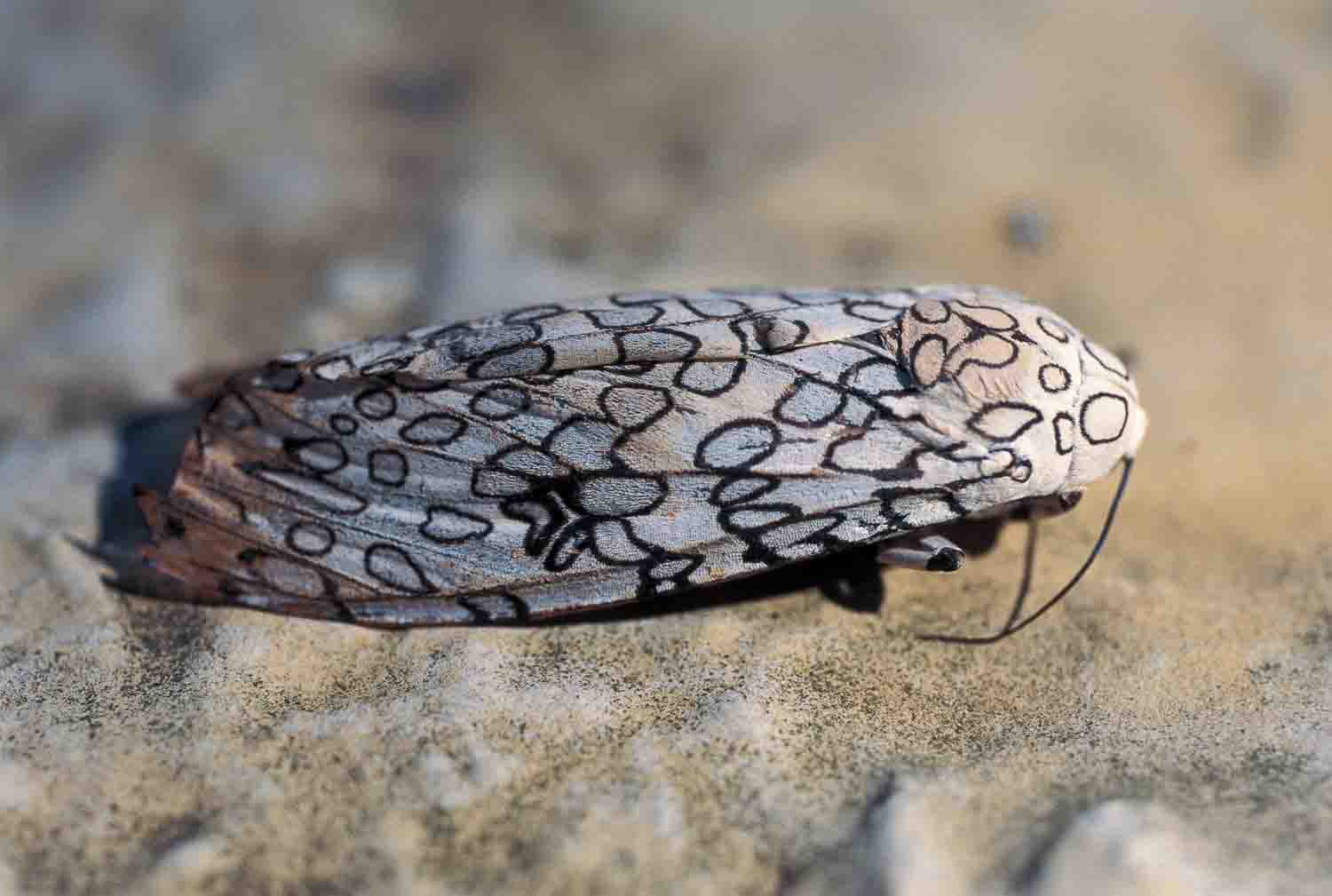 Great Leopard Moth