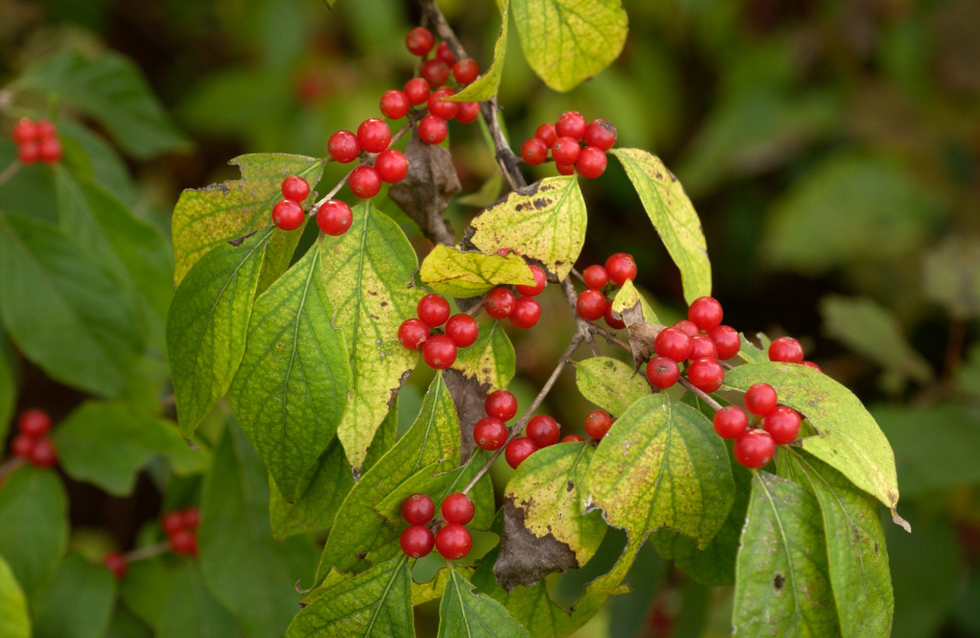 invasive bush honeysuckle