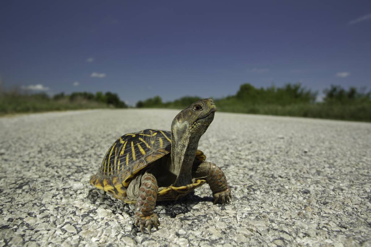 ornate box turtle in road