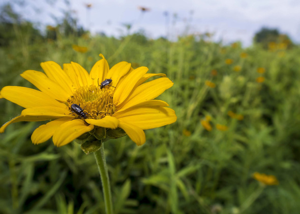 insects on a flower