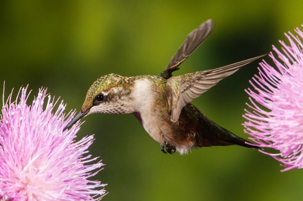 ruby-throated hummingbird 
