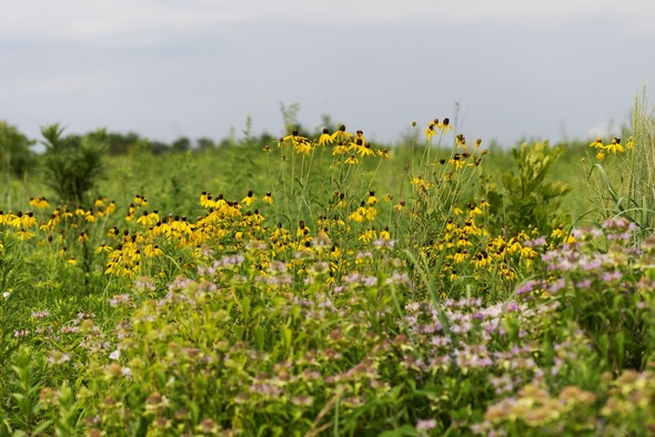 remnant prairie