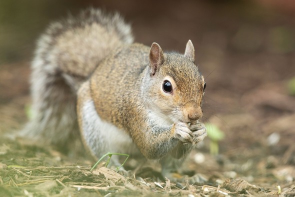 squirrel