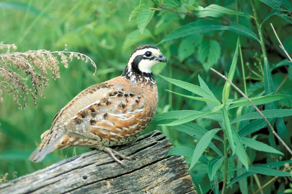 quail