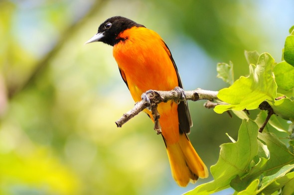 Baltimore Oriole 