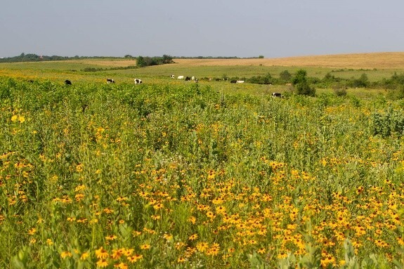 pollinator habitat