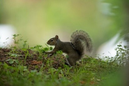 squirrel